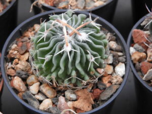 Echinofossulocactus sp El Coyote