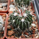 Echinofossulocactus sp El Cubo