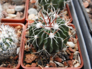 Echinofossulocactus sp El Cubo