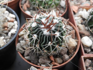 Echinofossulocactus sp Las Grucitas