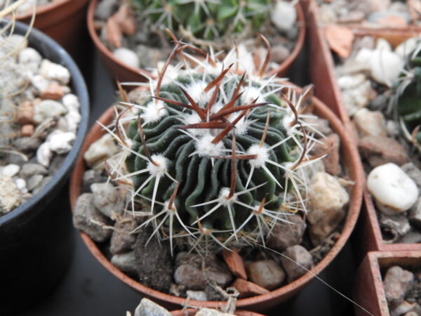 Echinofossulocactus sp Las Grucitas
