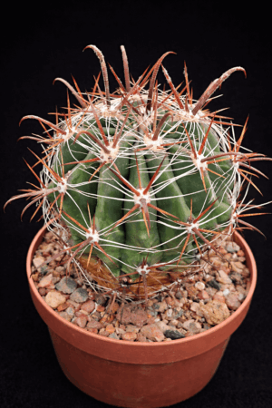 cea623fb-c6eb-4936-b248-932189f646d8 Ferocactus townsendianus f ?