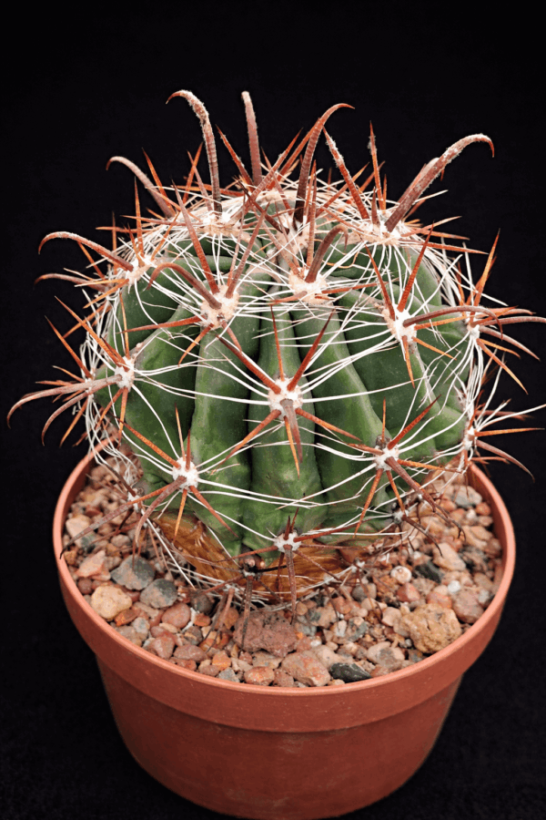 Ferocactus townsendianus f ?