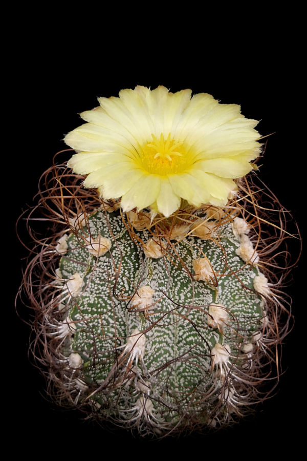 Astrophytum crassispinoides