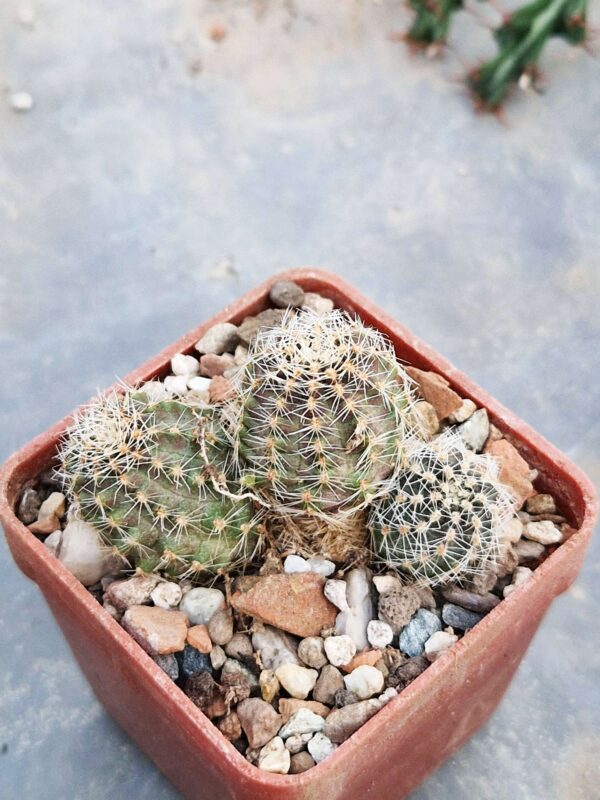 Mediolobivia pygmaea v knizei ??