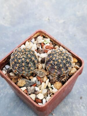 20260120_153620 Mediolobivia sp Randa