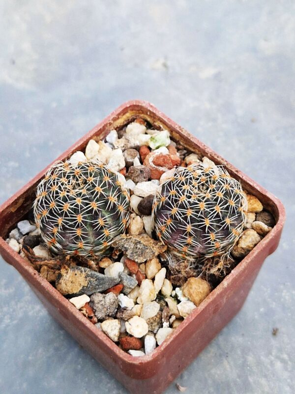 Mediolobivia sp Randa