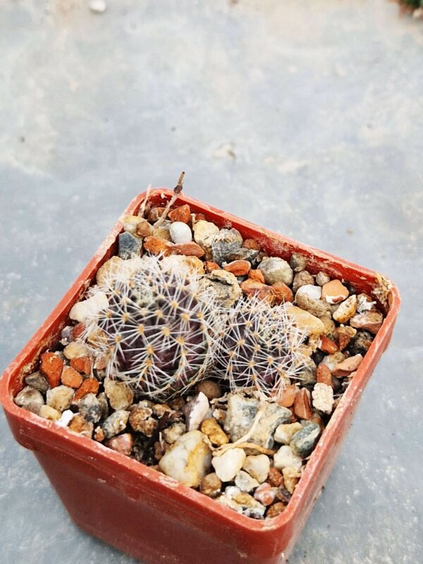 Mediolobivia steinmannii