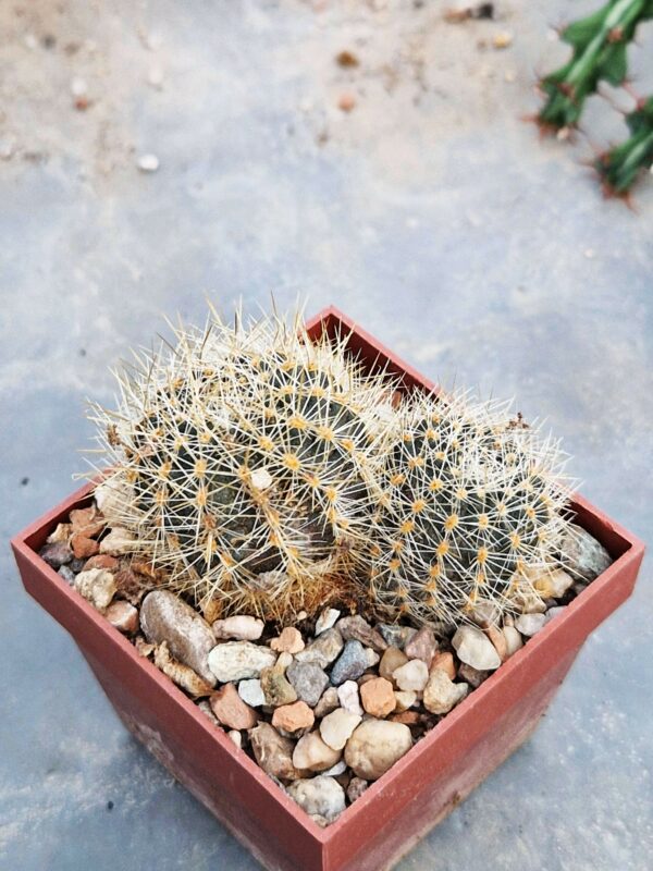 Mediolobivia nigricans v carmeniana