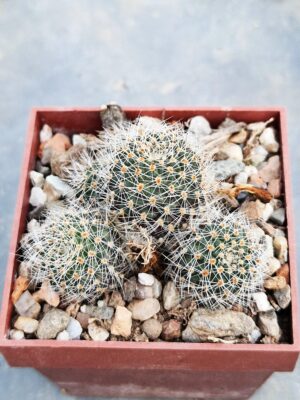 20260120_154404 Mediolobivia patericalyx