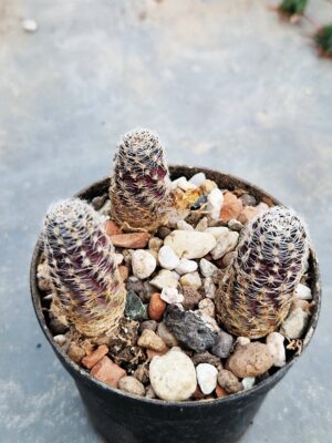 20260120_154502 Mediolobivia haagei v elegantula