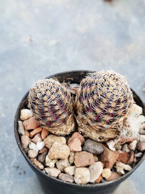 20260120_154542 Mediolobivia polypetala