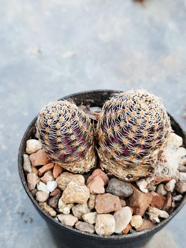 Mediolobivia polypetala