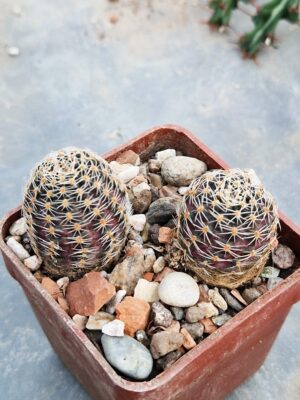 20260120_154702 Mediolobivia pygmaea