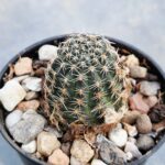 20260120_154802 Mediolobivia pygmaea