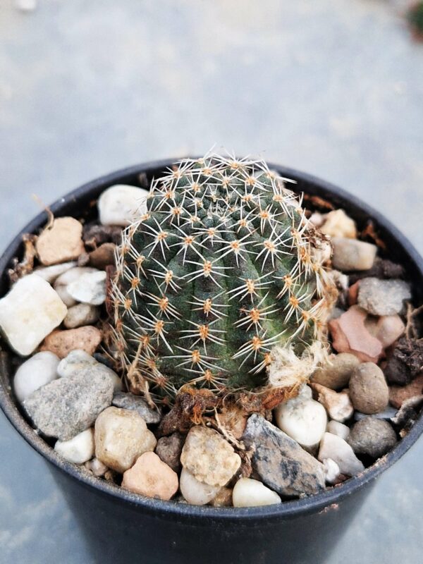 Mediolobivia pygmaea