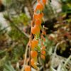 Gasteria glomerata