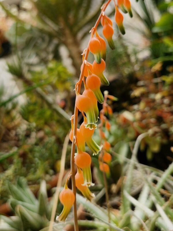 Gasteria glomerata