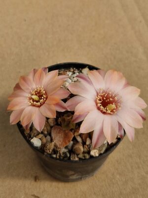 Mediolobivia amblypetala