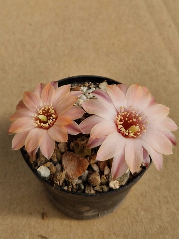 Mediolobivia amblypetala