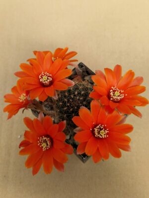 Mediolobivia sp R 577