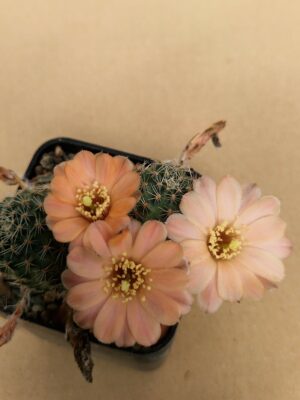 Mediolobivia steinmannii v eucalyptana