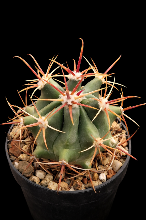 Ferocactus acanthodes