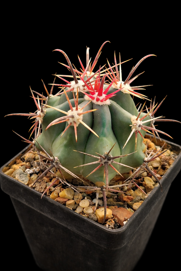 Ferocactus santamariensis