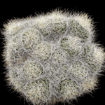 89c7f243-f915-406e-9692-3ecadb5c6cba Mammillaria sp