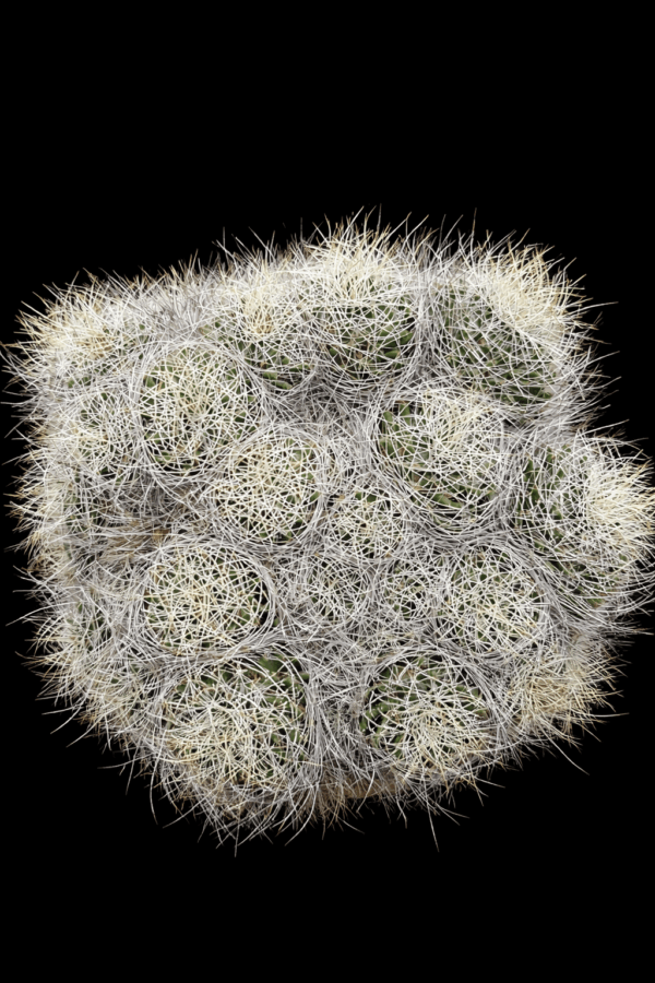 Mammillaria sp
