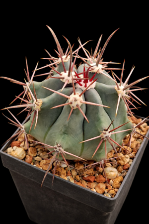 Ferocactus rectispinus