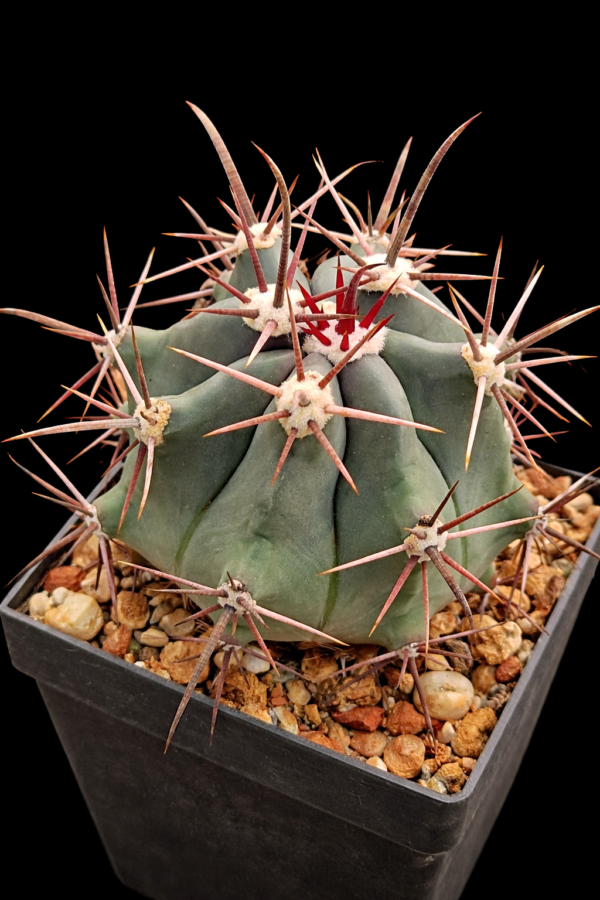 Ferocactus rectispinus