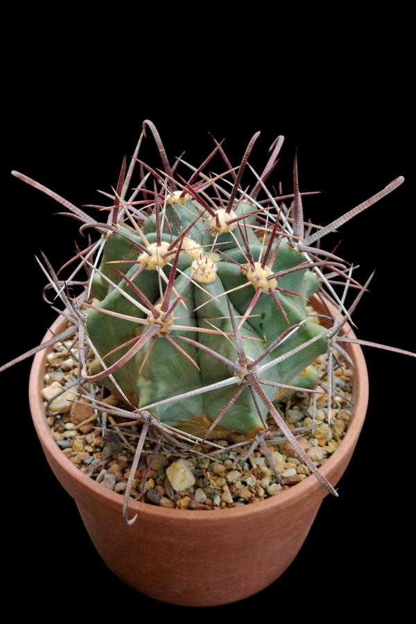 Ferocactus sp