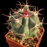c45a72b5-c7f2-4231-a951-fe9331898e5b Ferocactus townsendianus
