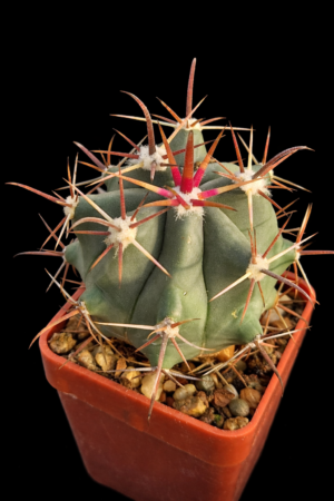 Ferocactus townsendianus
