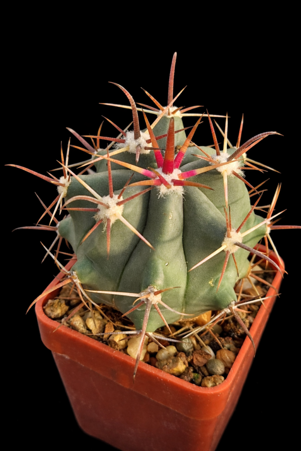 Ferocactus townsendianus