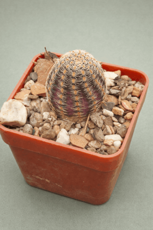 Mediolobivia iscayachensis v nitida