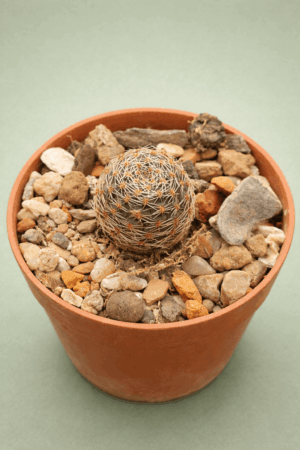 Mediolobivia pygmaea