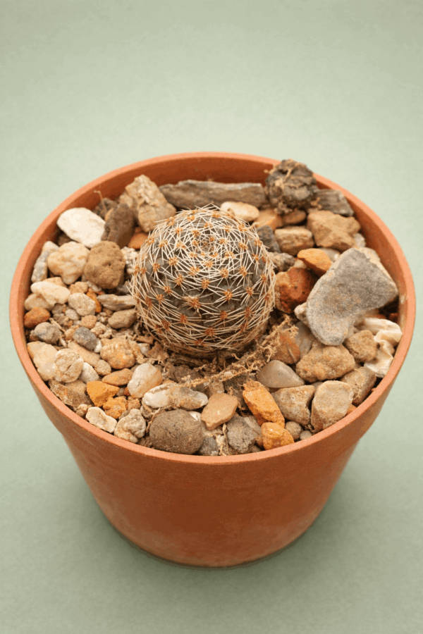 Mediolobivia pygmaea