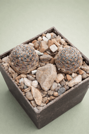 file_000000004c4471f4bfa134bedcba9f13 Mediolobivia pygmaea