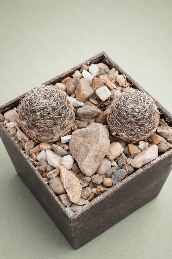 Mediolobivia pygmaea