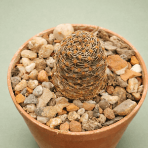 Mediolobivia amblypetala