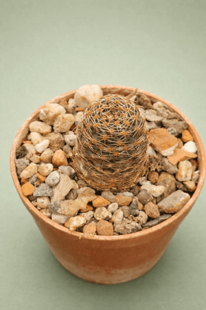 Mediolobivia amblypetala