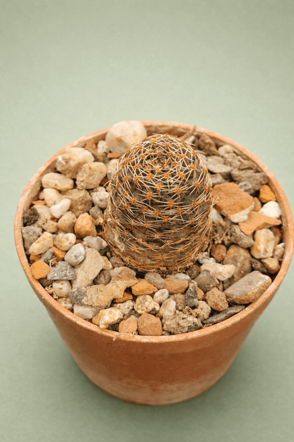 Mediolobivia amblypetala