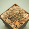 Mediolobivia sp R 577
