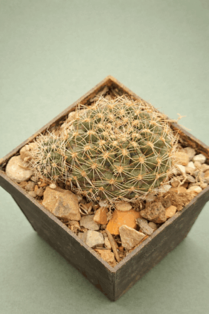 Mediolobivia sp R 577