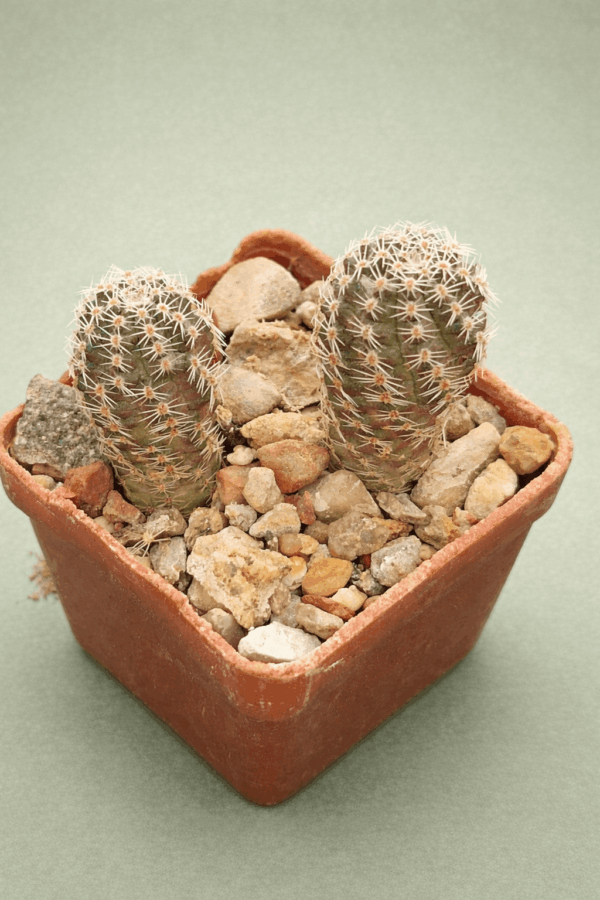 Mediolobivia pygmaea