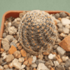 Mediolobivia steinmannii v eucalyptana