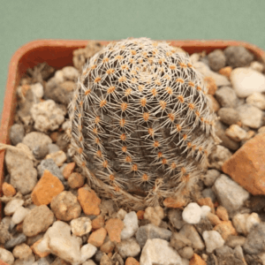 Mediolobivia steinmannii v eucalyptana
