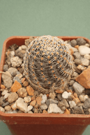 Mediolobivia steinmannii v eucalyptana